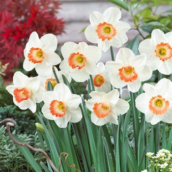 Pink Charm Large Cupped Daffodil - Image 2