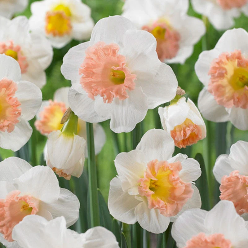 Pink Parasol Trumpet Daffodil - Image 2