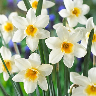 Sweet Love Daffodil - Image 2