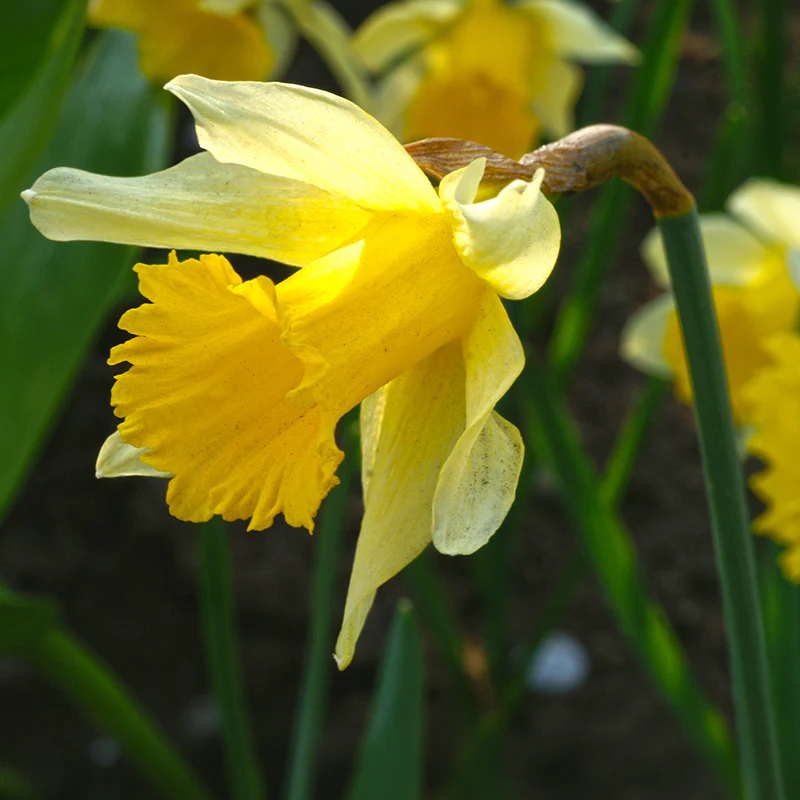 Wild Spanish Daffodil - Image 3
