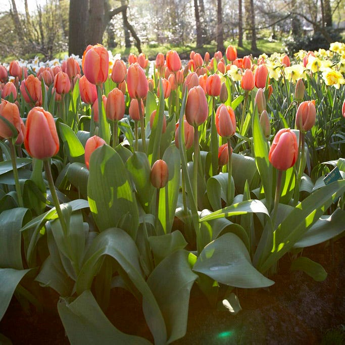 Apricot Impression Darwin Tulip - Image 3