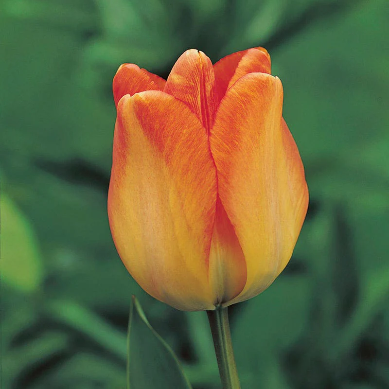 Daydream Darwin Tulip - Image 2