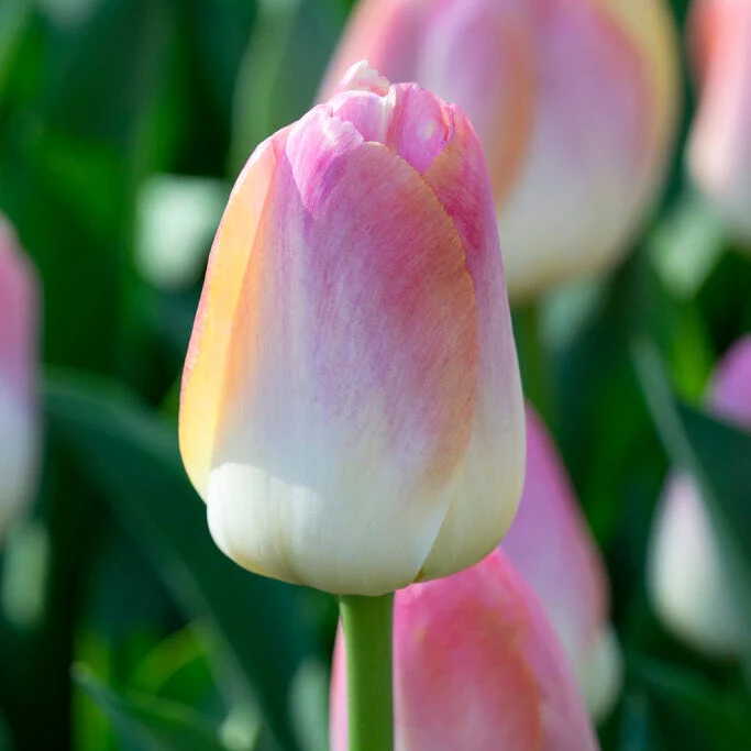Kunyun Darwin Tulip - Image 2