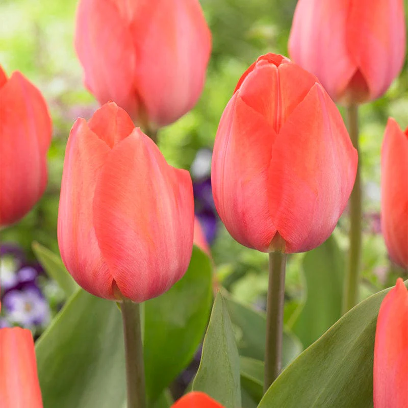 Orange Van Eijk Darwin Tulip - Image 2