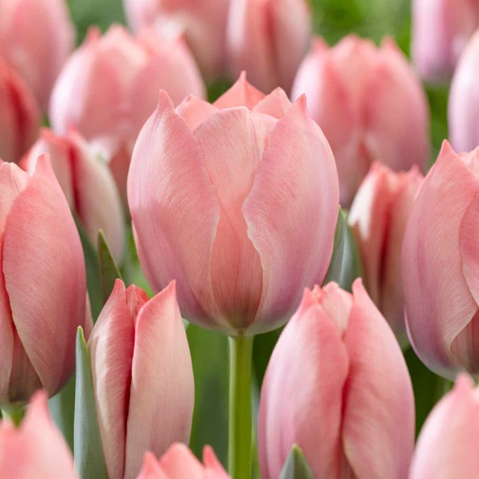 Salmon Van Eijk Darwin Tulip - Image 2