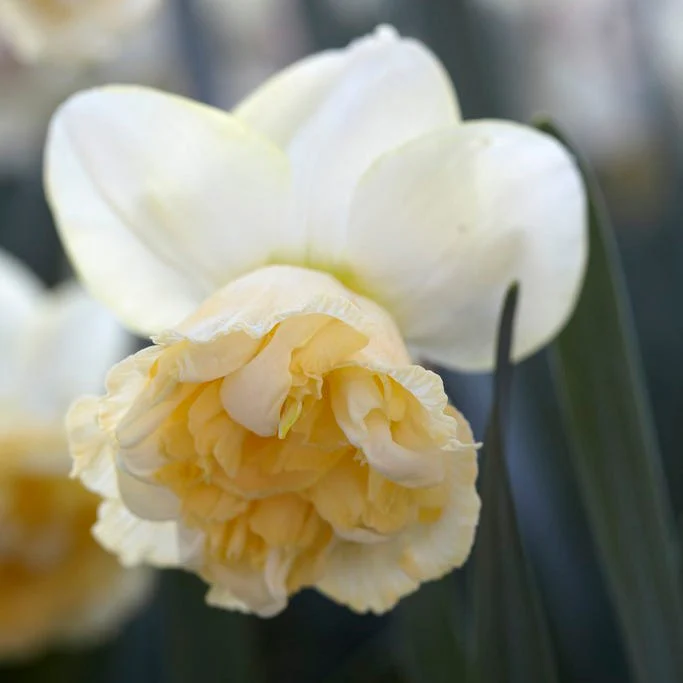 Art Design Double Daffodil - Image 2