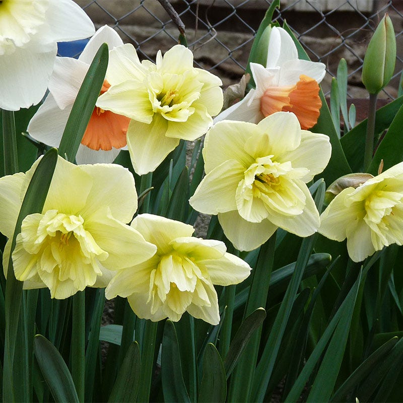 Dancing Moonlight Double Daffodil - Image 2
