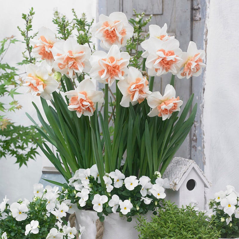 Delnashaugh Double Daffodil - Image 2