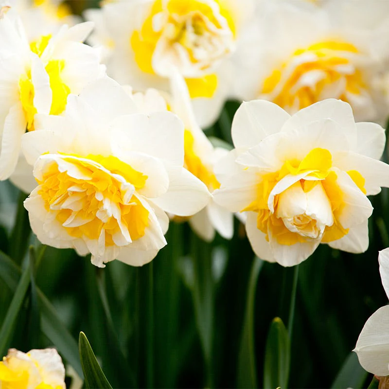 Double Star Daffodil - Image 2