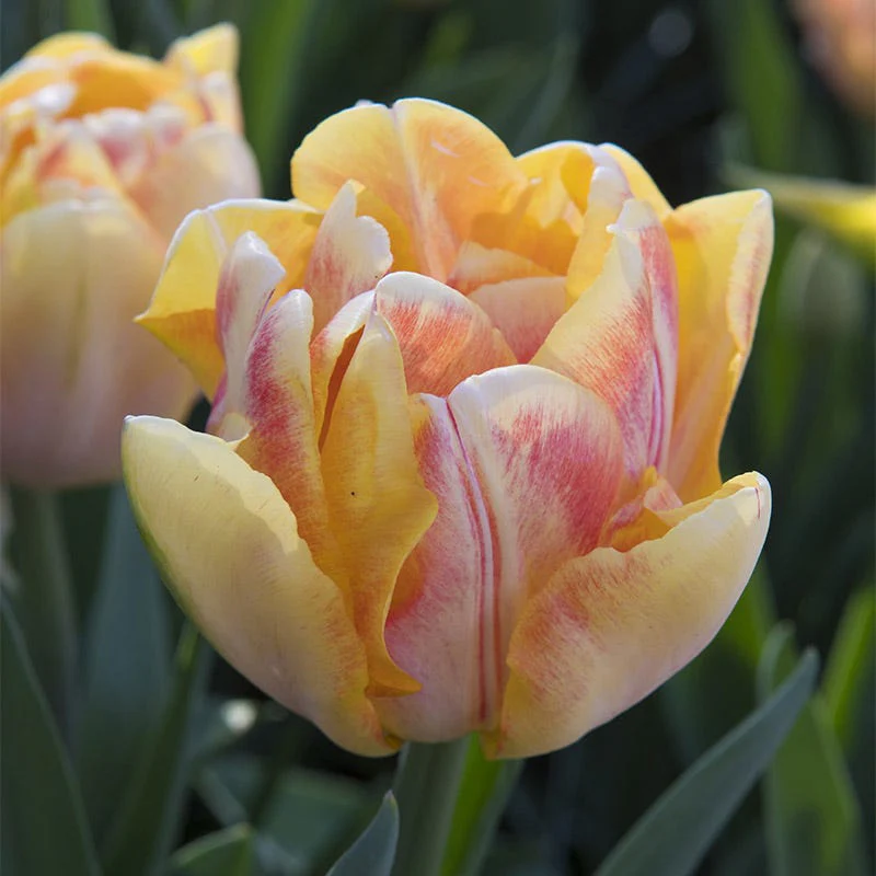 Foxy Foxtrot Double Early Tulip - Image 2