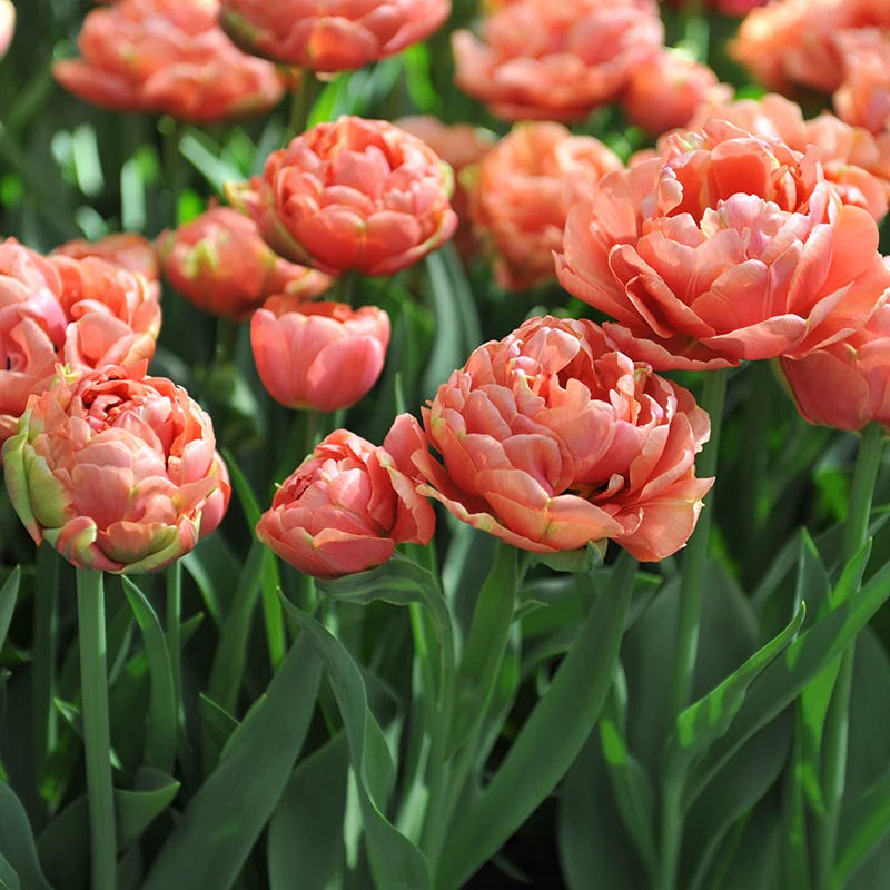 Copper Image Double Late Tulip - Image 2