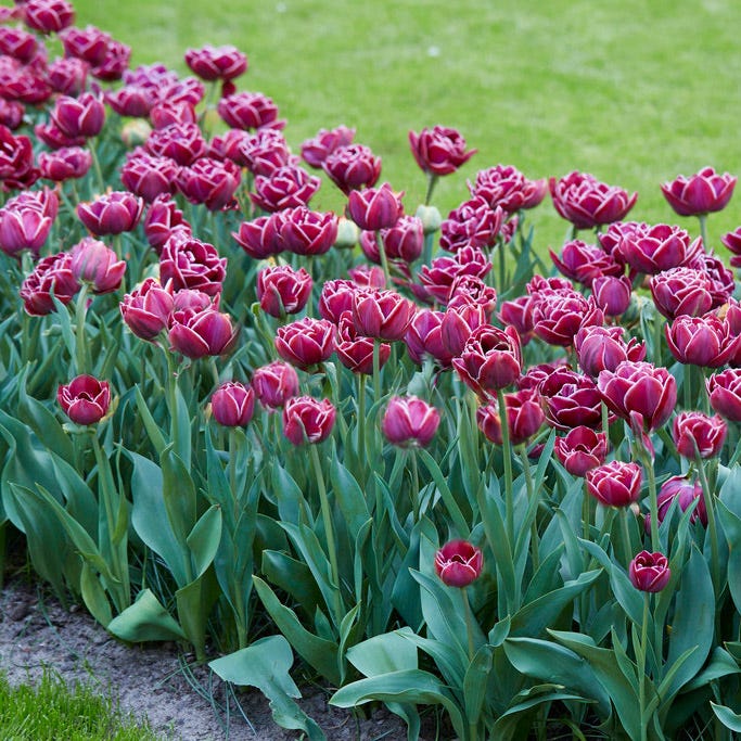 Dream Touch Double Late Tulip - Image 2