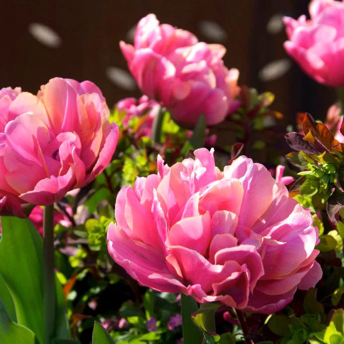 Pink Star Double Late Tulip - Image 3