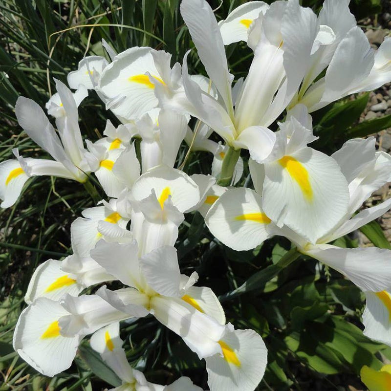 Excelsior Dutch Iris - Image 2
