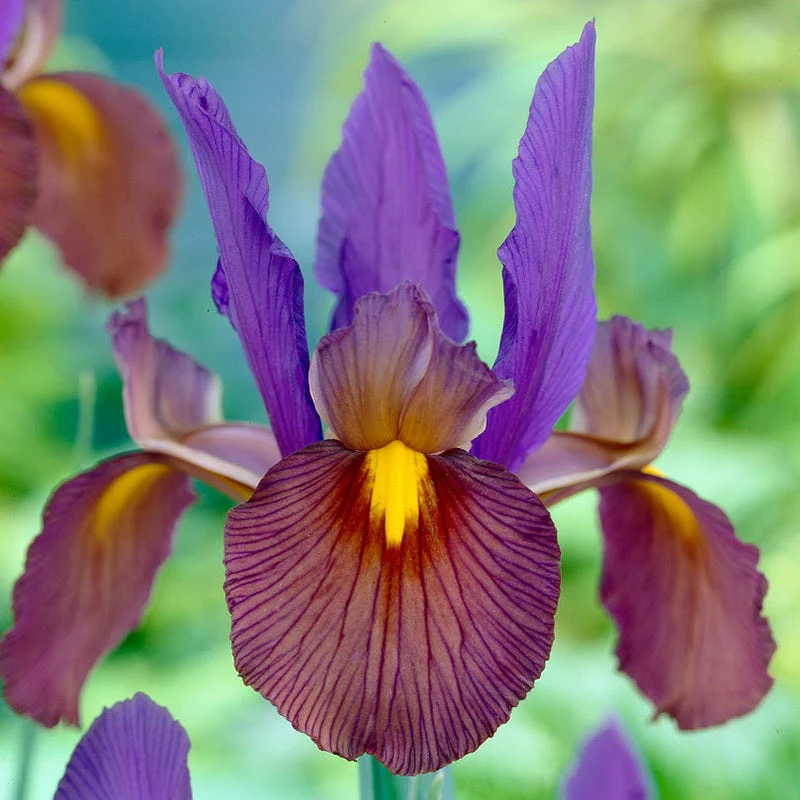 Eye Of The Tiger Dutch Iris - Image 2
