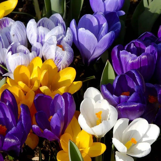 Naturalizing Lawn Bulb Collection - Image 2