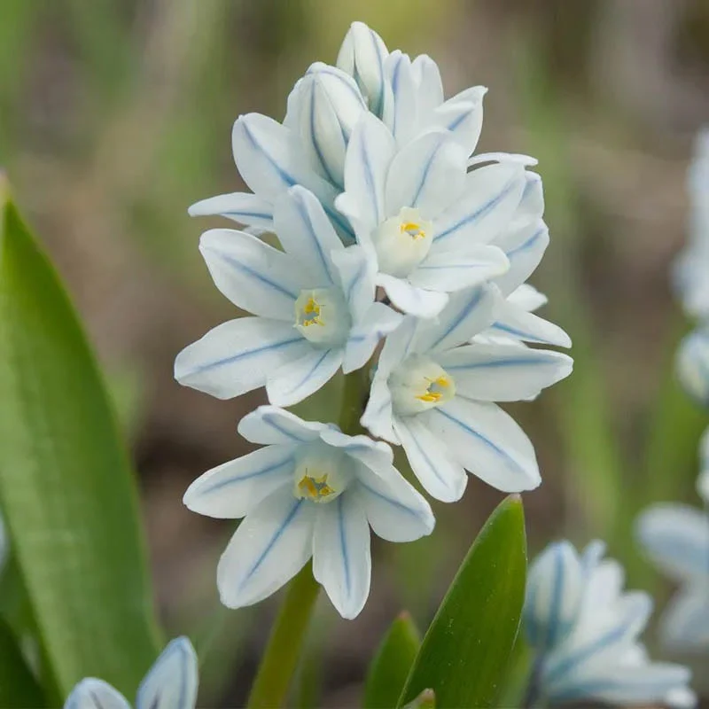 Naturalizing Lawn Bulb Collection - Image 3