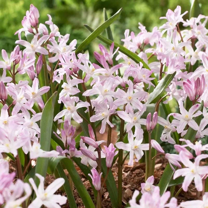 Naturalizing Lawn Bulb Collection - Image 4
