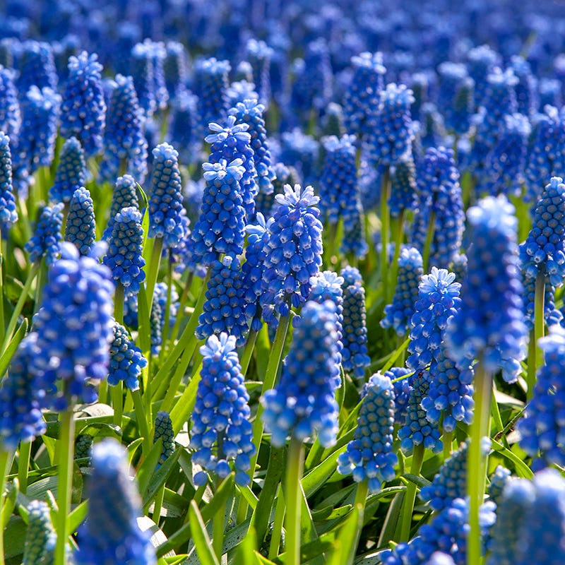 Blue River Bulb Collection - Image 2