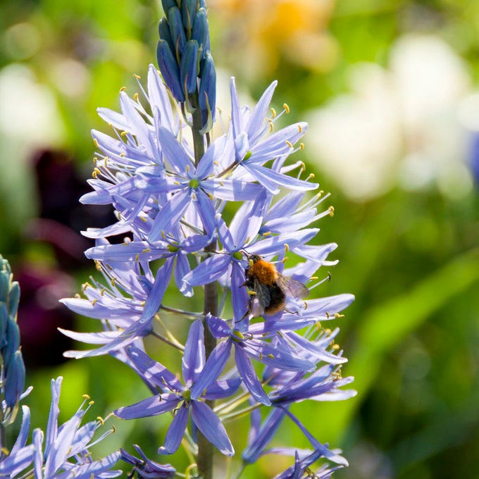 Blue River Bulb Collection - Image 3