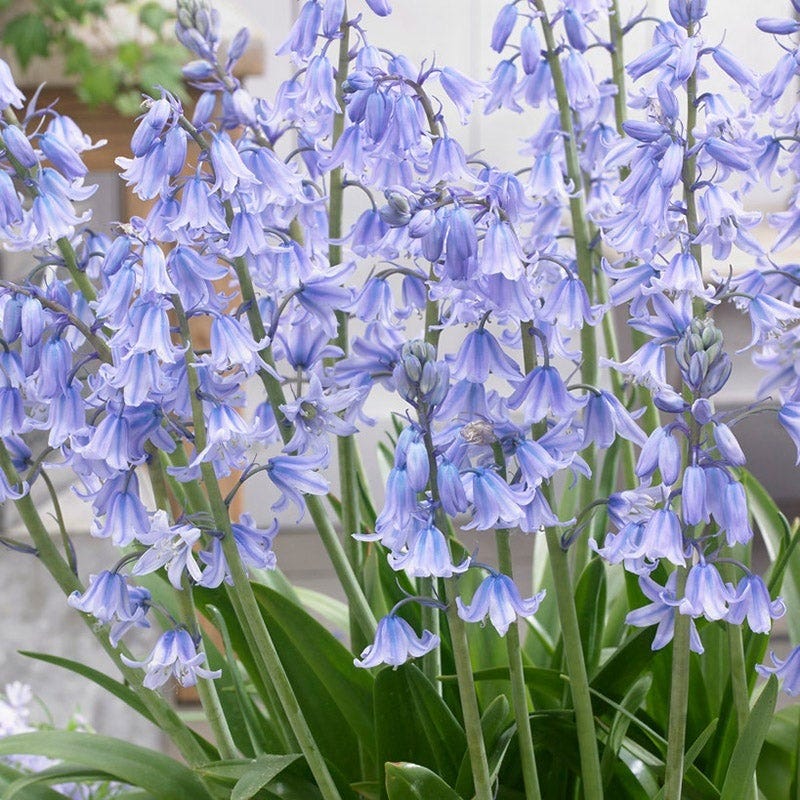Blue River Bulb Collection - Image 7