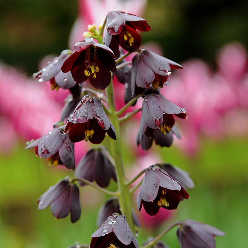 Dark & Stormy Flower Bulb Collection - Image 2