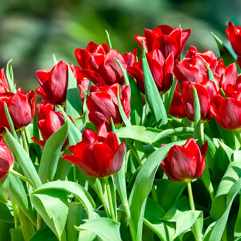 Dark & Stormy Flower Bulb Collection - Image 5