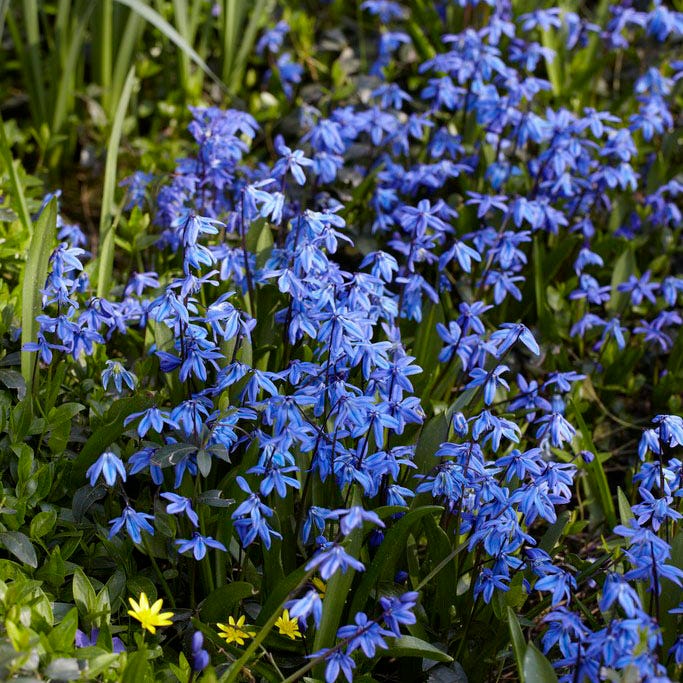 Naturalizing Fairy Garden Bulb Collection - Image 6
