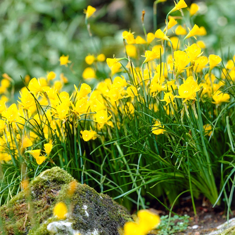 Naturalizing Fairy Garden Bulb Collection - Image 7