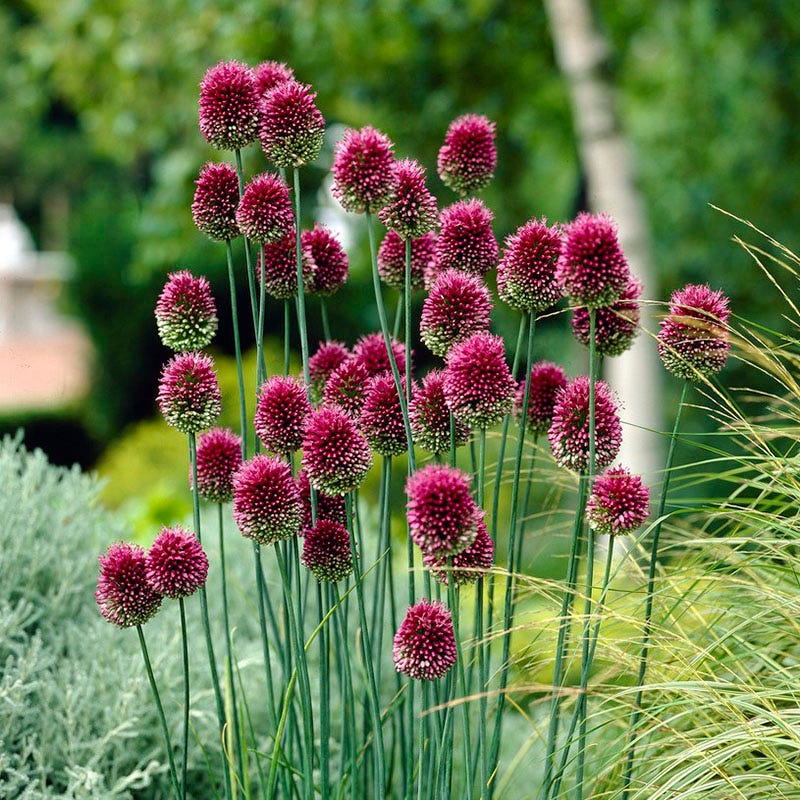 Plum Perfect Bulb Collection - Image 5