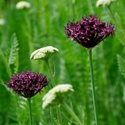 Plum Perfect Bulb Collection - Image 7