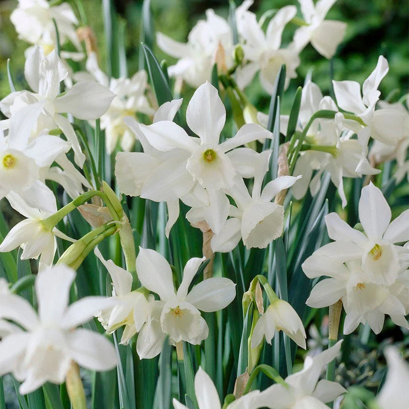 Princess Garden Bulb Collection - Image 3
