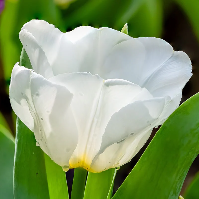 Princess Garden Bulb Collection - Image 5