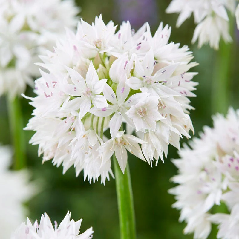 Spring Romance Bulb Collection - Image 2