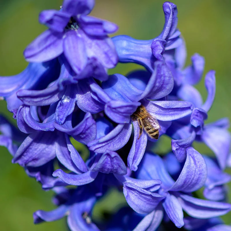 Spring Parade Bulb Collection - Image 2