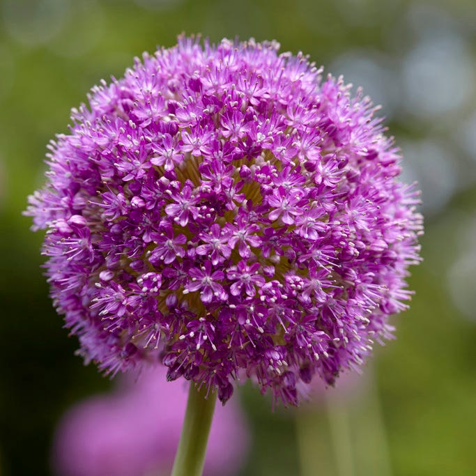 Spring Parade Bulb Collection - Image 4