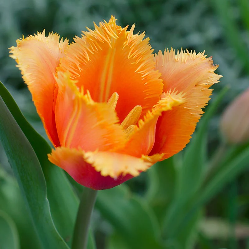 Sunset Hues Flower Bulb Collection - Image 4