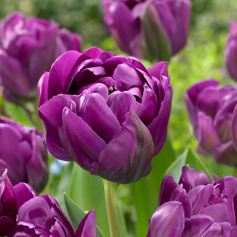 Sunset Hues Flower Bulb Collection - Image 5