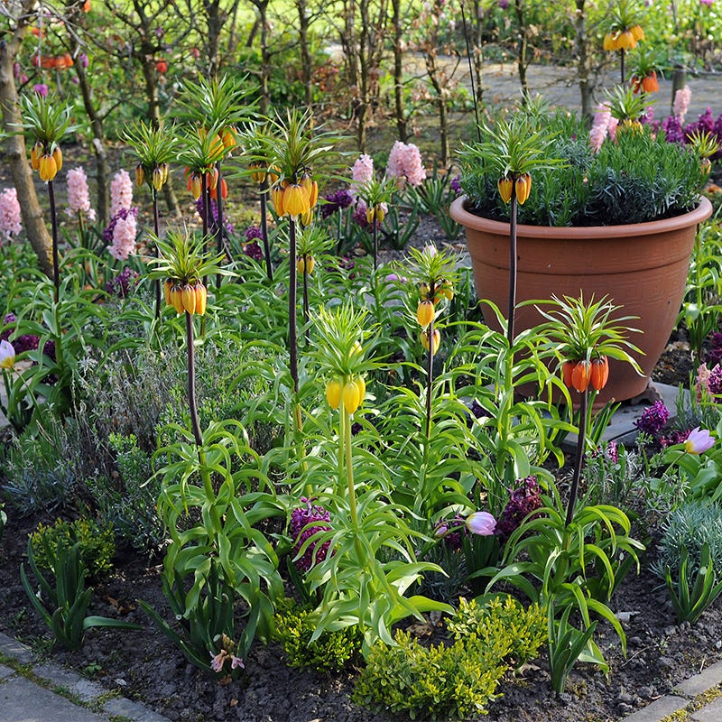 Crown Jewels Fritillaria Bulb Collection - Image 2