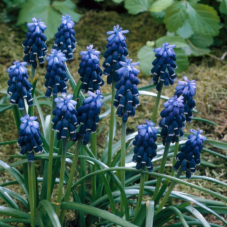 Common Grape Hyacinth - Image 3