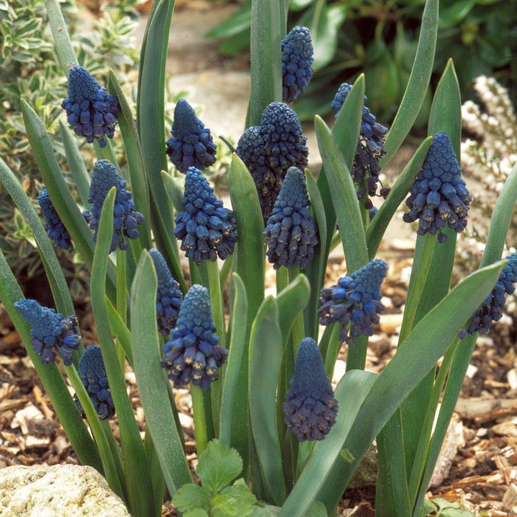 Giant Grape Hyacinth - Image 2