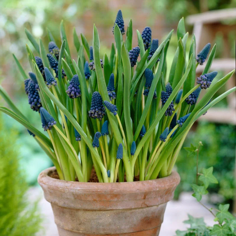 Giant Grape Hyacinth - Image 3