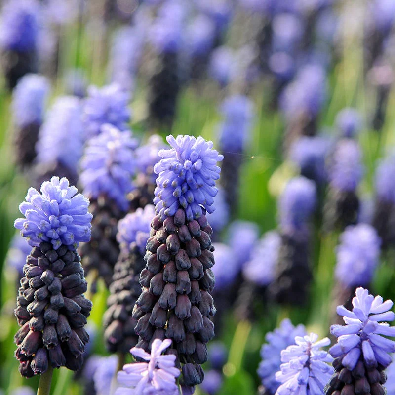 Muscari latifolium - Image 2