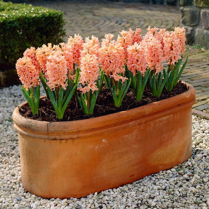Gipsy Queen Hyacinth - Image 3