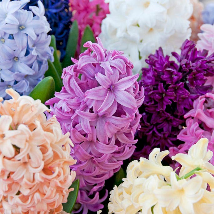 Hyacinth Mix - Image 2
