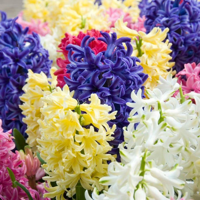 Hyacinth Mix - Image 3