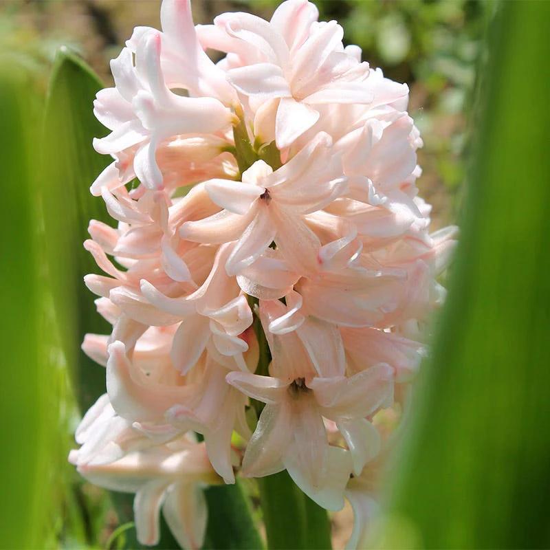 Spring Dawn Hyacinth Bulb Collection - Image 5