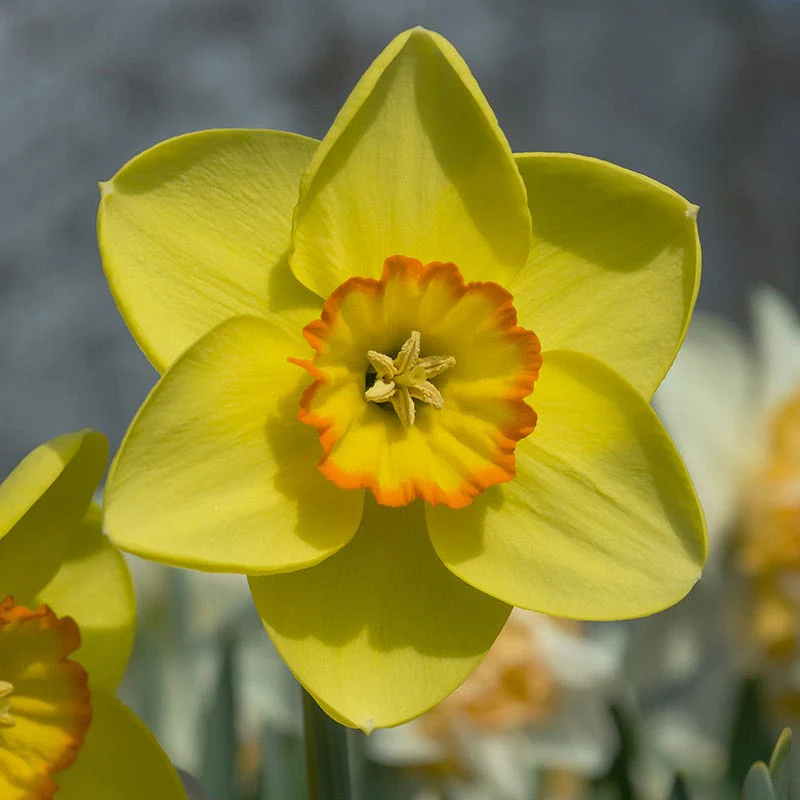 Pacific Rim Large Cupped Daffodil - Image 3