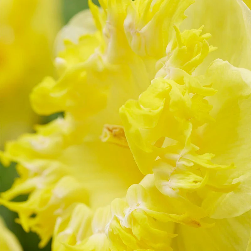 Snowtip Large Cupped Daffodil - Image 2