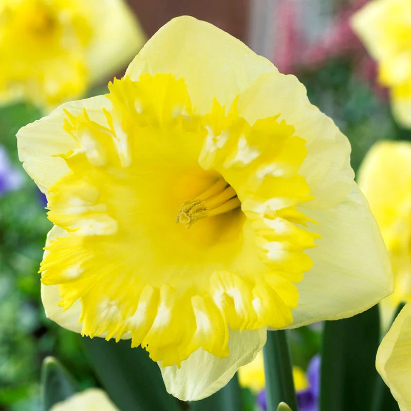 Snowtip Large Cupped Daffodil - Image 3